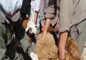 مایه کوبی دام ها در شهرستان البرز