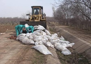 رها سازی تلفات طیور در تاکستان