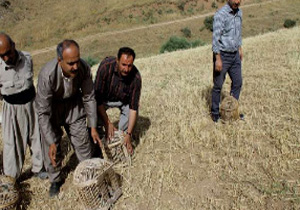 رهاسازی 27 بال پرنده در زیستگاههای مهاباد