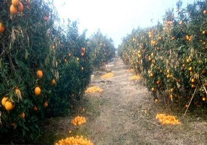 پرداخت مطالبات باغداران گلستانی به زودی