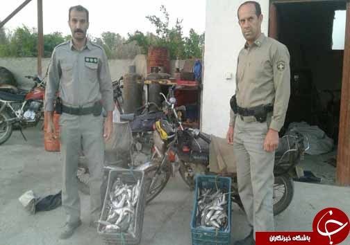 کشف و ضبط 574 قطعه ماهی +تصاویر کشف و ضبط 574 قطعه ماهی +تصاویر