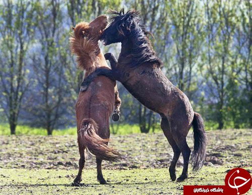 تصاویر روز: از انتخاب رئیس جمهور جدید کره جنوبی تا رژه روز پیروزی در روسیه