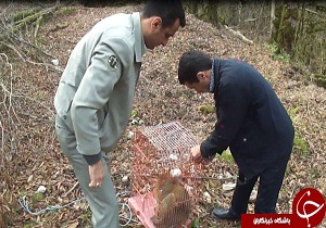 رهاسازی ۲۷ بال پرنده در زیستگاههای مهاباد