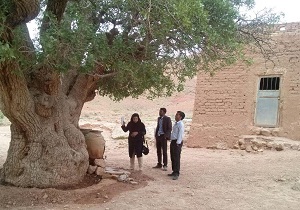 درختان کهنسال بخش سده در انتظار ثبت در میراث طبیعی