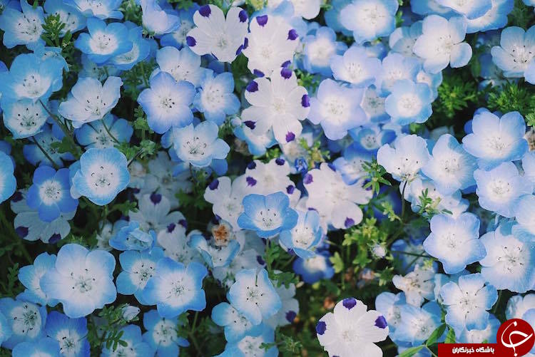دریایی از شکوفه های آبی در پارک ژاپن