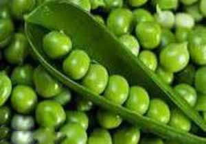 درآمد 15 ميليارد ريالي فروش نخودفرنگي در قائم‌شهر