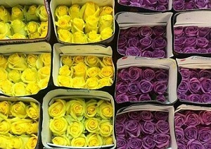 ارسال 19 هزار شاخه گل از محلات به سامرا