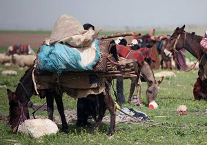 آغاز کوچ بهاره عشایر به چهارمحال و بختیاری