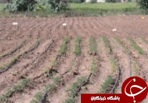 از آبیاری تحت فشار تا نذر نان در مسجد جمکران+ فیلم