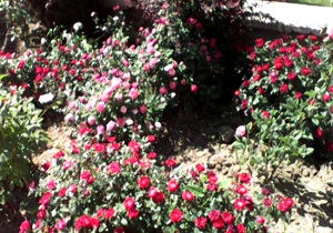 طبیعت بهاری بوستان خانواده + فیلم