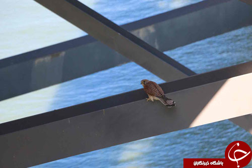 تصاویر روز: از زمین خوردن پوتین تا سیگار کشیدن با بامبو