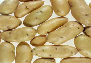 کشت سیب زمینی در سوادکوه شمالی