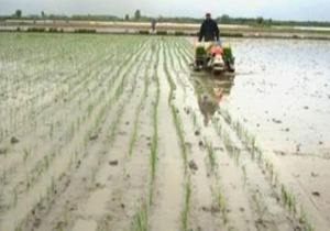 پيش بينی كشت مكانيزه برنج در6500هكتار از شاليزارهای مياندورود