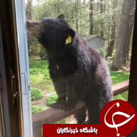 در کلبه&zwnj;های جنگلی دور کیک پختن را خط بکشید! 