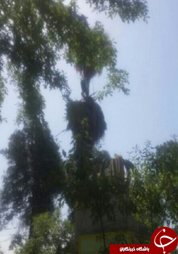 نجات فرد گیر افتاده بالای درخت خرما + تصاویر