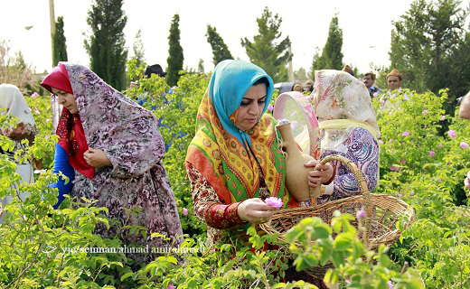 جشنواره رایحه محمدی بر تن گل های زندگی برگزار شد