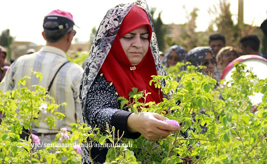 جشنواره رایحه محمدی بر تن گل های زندگی برگزار شد