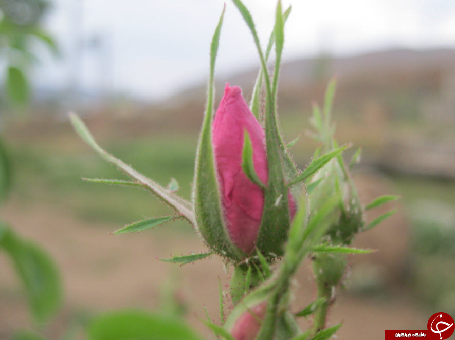 غنچه&zwnj;های زیبای گل محمدی در قمصر + تصاویر