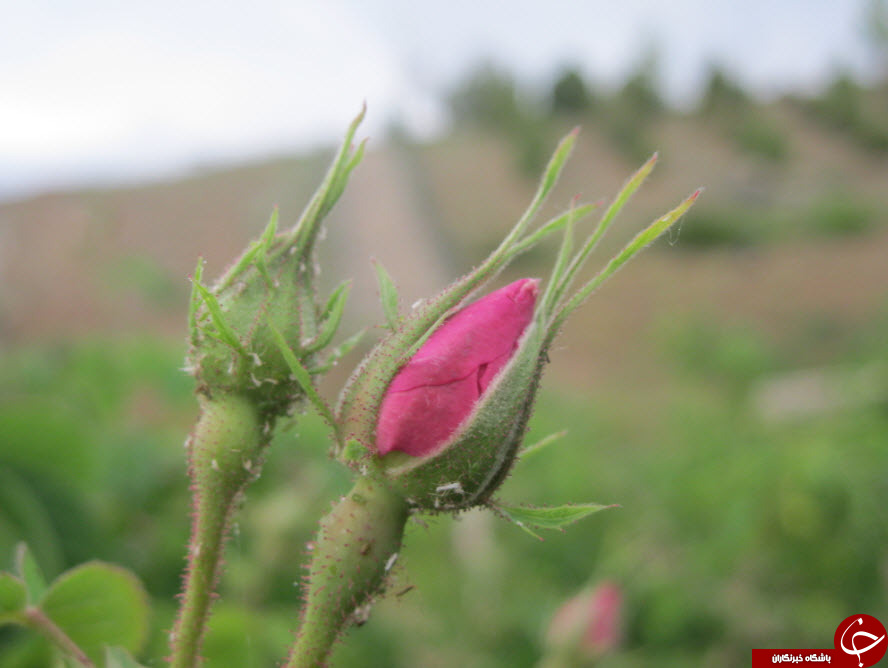 غنچه&zwnj;های زیبای گل محمدی در قمصر + تصاویر