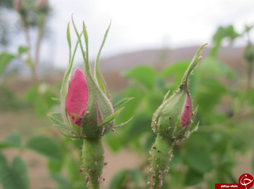غنچه&zwnj;های زیبای گل محمدی در قمصر + تصاویر