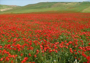 برگزاری جشنواره دشت شقایق ها درکالپوش