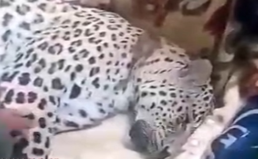 گرفتار شدن پلنگ وحشی در تله/ بازگشت پس از درمان به طبیعت + فیلم