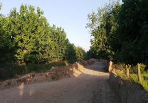 کوچه باغ‌های زیبا در نوخندان +تصاویر