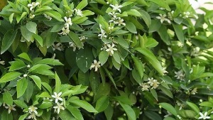 برپایی جشنواره بهار نارنج