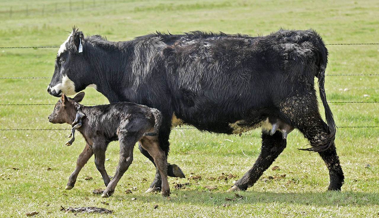 تولد گوساله عجیب الخلقه با دو پا روی سرش+تصاویر