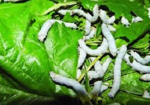 پیش بینی تولید یک تن پیله کرم ابریشم در آذربایجان غربی