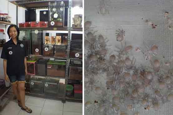هم خانگی با 1500 رتیل + عکس