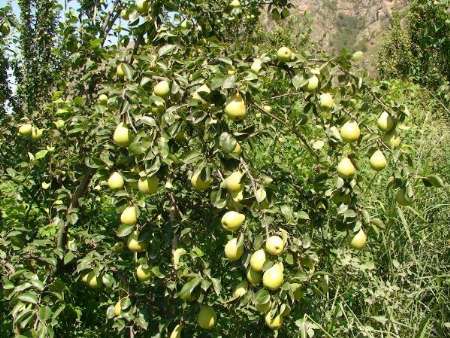 قریه العرب روستای با باغ های سیب وگلابی