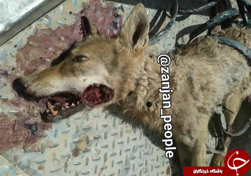 خون گرگ مادر، گناه چه کسی را شست؟