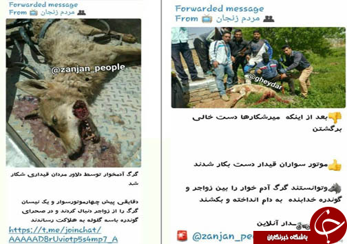 خون گرگ مادر، گناه چه کسی را شست؟