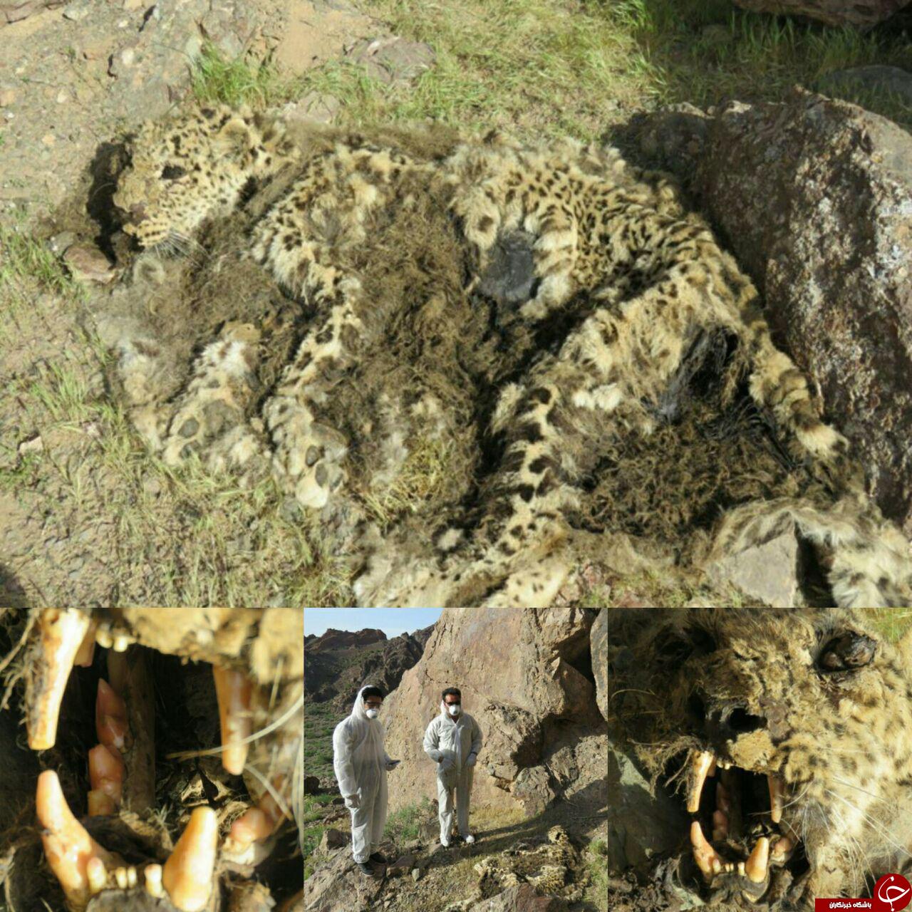 علت مرگ پلنگ منطقه حفاظت شده درونه کهولت سن بوده است