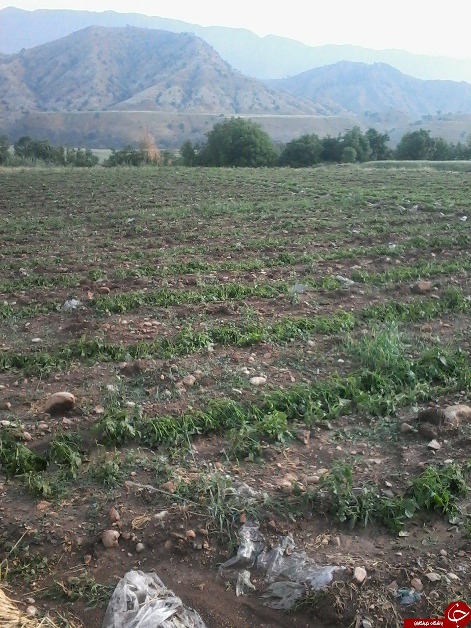 خسارت بر جای مانده از تگرگ معمولان + تصاویر