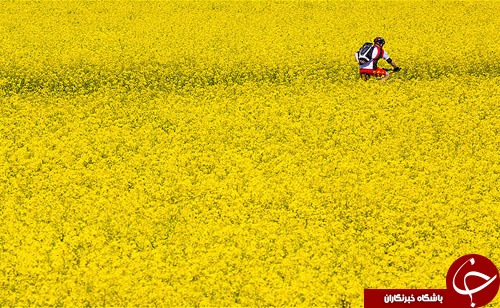 تصاویر روز: از کشف مقبره&zwnj;ای جدید در مصر تا عکس یادگاری با پل طلایی جاده ابریشم