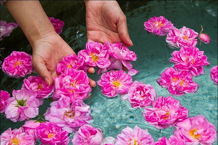 برداشت گل محمدی در راین
