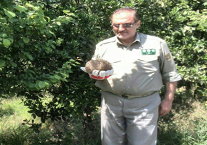 رهاسازی خارپشت و بوتیمار در طبیعت