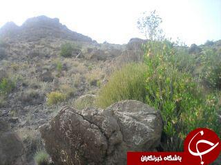 جنگل کوهستانی بشاگرد در خطر انقراض + تصاویر