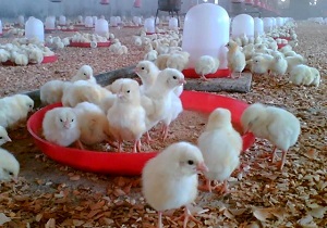 جوجه ریزی طیور بومی ممنوع