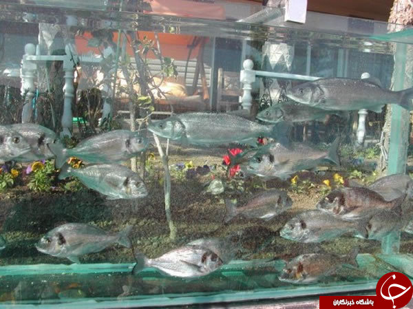 اقدام عجیب مرد ثروتمند در منزل مسکونیش+ تصاویر