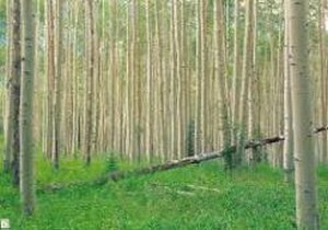 ایفای نقش منابع طبیعی در تحقق اقتصاد مقاومتی