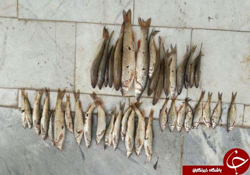 دستگیری دو صیاد غیر مجاز در بابل + تصاویر