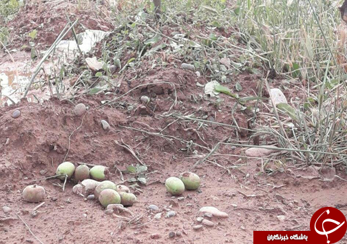جذاب&zwnj;ترین اخبار استانی