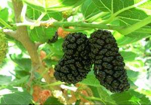 نمایی از باغ توت در طاهر‌آباد + تصاویر