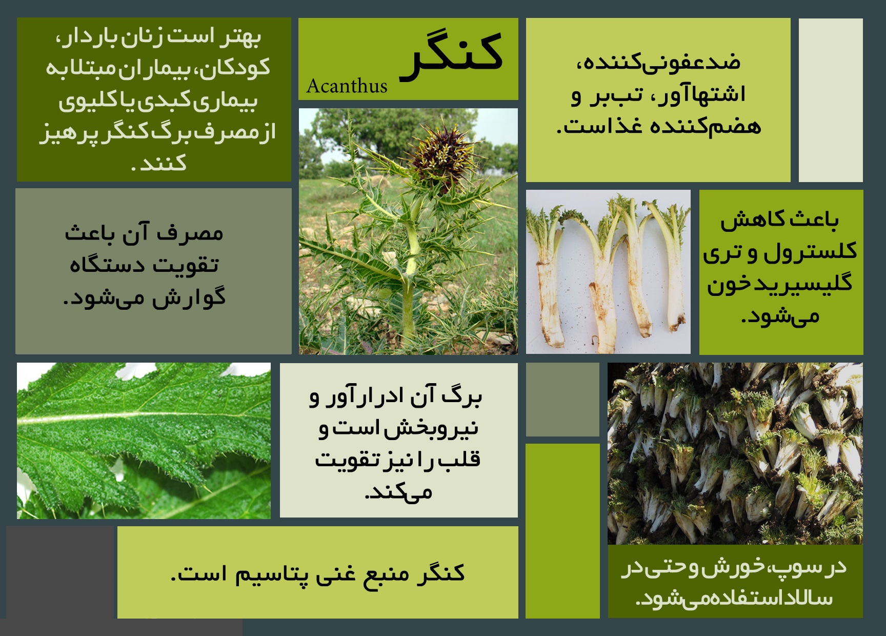 خواص درمانی این سبزی ناشناخته را دست کم نگیرید/ اینفوگرافی