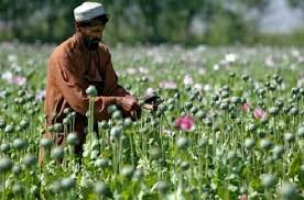 وزارت مبارزه با مواد مخدر از احتمال افزایش تولید مواد مخدر در سال جاری ابراز نگرانی کرد