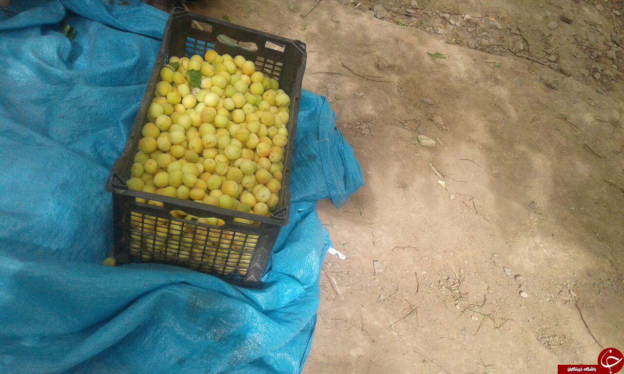 تصاویری از برداشت زردآلو در هفت&zwnj;بادام