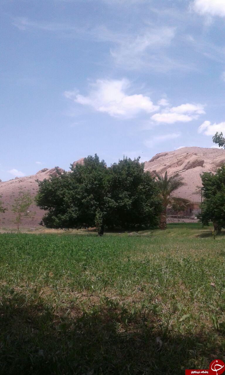 تصاویری از برداشت زردآلو در هفت&zwnj;بادام